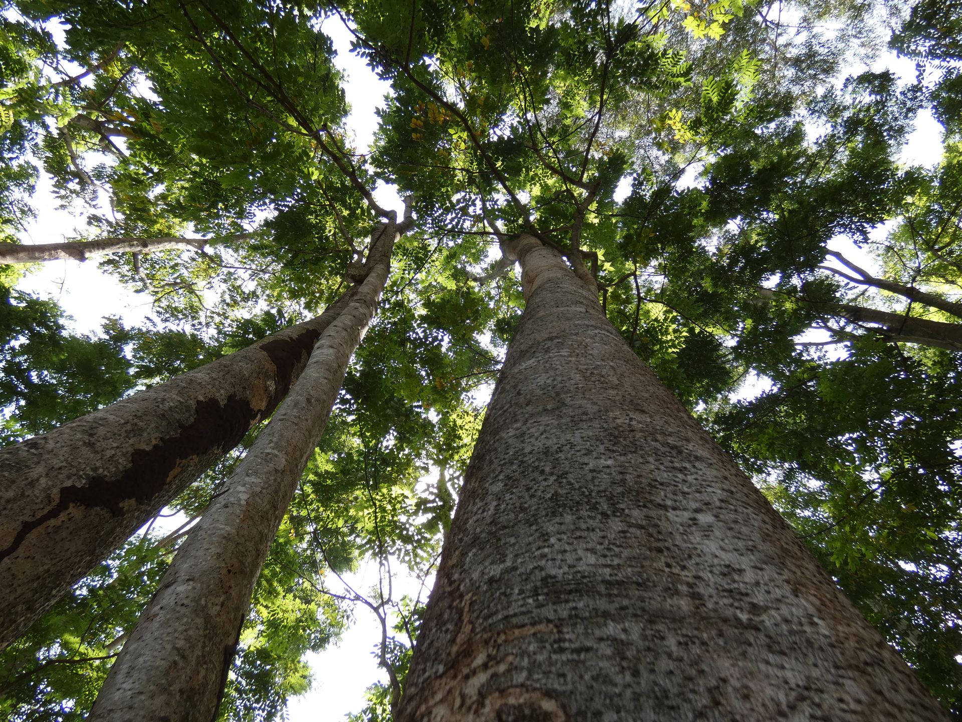 Forest canopy experience