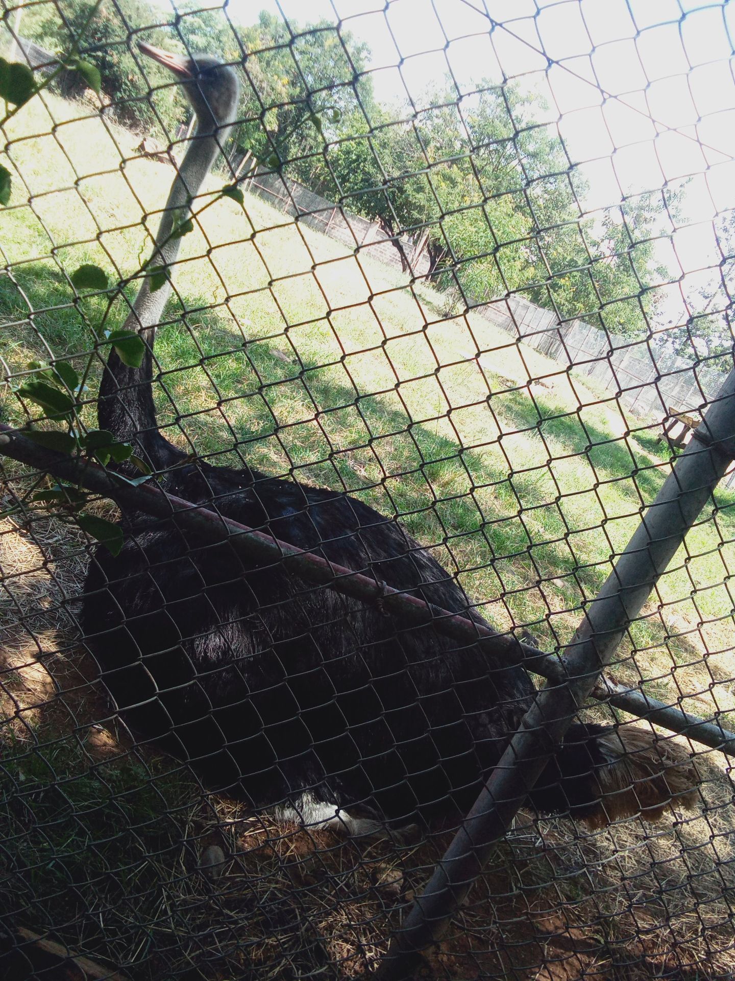 Wildlife encounter